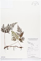 陰石蕨、陰地蕨藏品圖，第1張