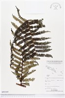 登錄號:BP01849藏品圖，第1張