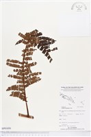 登錄號:BP01850藏品圖，第1張