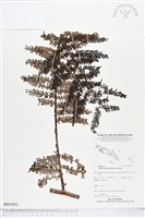 登錄號:BP01851藏品圖，第1張