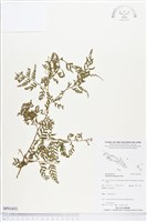 登錄號:BP01852藏品圖，第1張