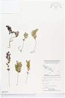 登錄號:BP01855藏品圖，第1張