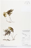 登錄號:BP01856藏品圖，第1張