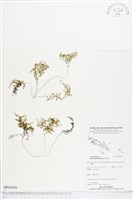 登錄號:BP01858藏品圖，第1張