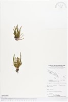 疏毛荷包蕨藏品圖，第1張