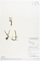 登錄號:BP01861藏品圖，第1張