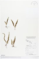 登錄號:BP01863藏品圖，第1張