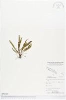 登錄號:BP01865藏品圖，第1張