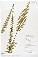 登錄號:BP01867藏品圖，第1張