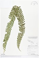 登錄號:BP01868藏品圖，第1張