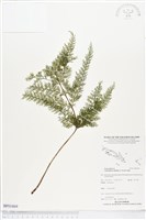 毛桿蕨藏品圖，第1張