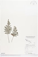 線片長片蕨藏品圖，第1張