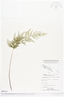 登錄號:BP01871藏品圖，第1張