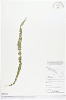 方柄鱗始蕨藏品圖，第1張