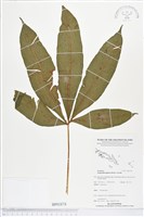 登錄號:BP01874藏品圖，第1張