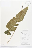 登錄號:BP01875藏品圖，第1張