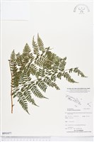 登錄號:BP01877藏品圖，第1張