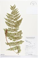 登錄號:BP01878藏品圖，第1張