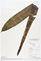 臺灣山蘇花藏品圖，第1張