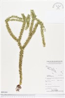 登錄號:BP01881藏品圖，第1張