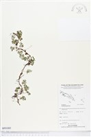 登錄號:BP01883藏品圖，第1張