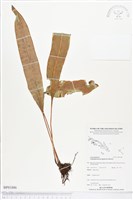 登錄號:BP01886藏品圖，第1張