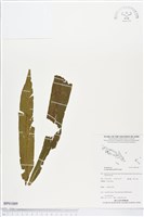 登錄號:BP01889藏品圖，第1張