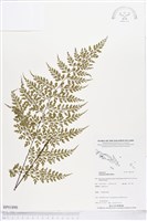 登錄號:BP01890藏品圖，第1張