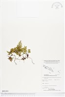 登錄號:BP01891藏品圖，第1張