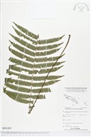 登錄號:BP01892藏品圖，第1張