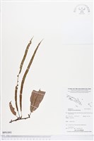 登錄號:BP01893藏品圖，第1張