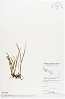 劍葉書帶蕨藏品圖，第1張