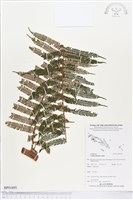 登錄號:BP01895藏品圖，第1張