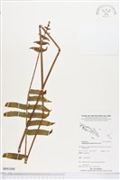 毛葉腎蕨藏品圖，第1張