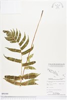 野小毛蕨藏品圖，第1張