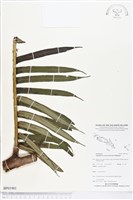 蘭嶼觀音座蓮藏品圖，第1張