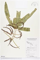 登錄號:BP01902藏品圖，第1張