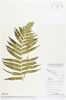 登錄號:BP01904藏品圖，第1張