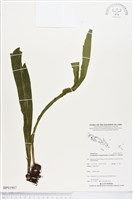 登錄號:BP01907藏品圖，第1張