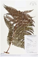 登錄號:BP01909藏品圖，第1張