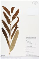 登錄號:BP01910藏品圖，第1張