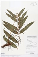 登錄號:BP01912藏品圖，第1張