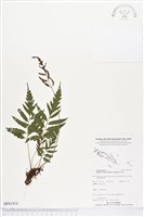 登錄號:BP01914藏品圖，第1張