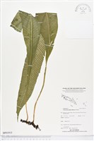 登錄號:BP01915藏品圖，第1張