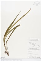 登錄號:BP01916藏品圖，第1張