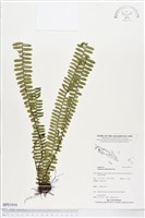 登錄號:BP01919藏品圖，第1張