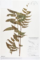 登錄號:BP01921藏品圖，第1張