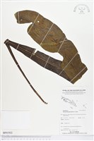 登錄號:BP01922藏品圖，第1張