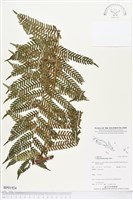 登錄號:BP01924藏品圖，第1張