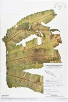 多生菜蕨藏品圖，第1張